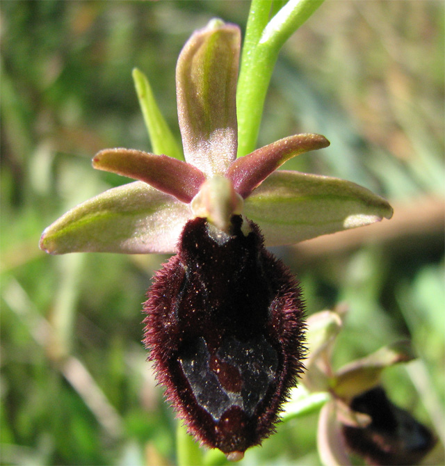 ophrys bertoloniiformis?